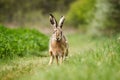 European hare (Lepus europaeus) Royalty Free Stock Photo