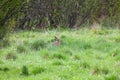 European hare (Lepus europaeus) hiding among grass