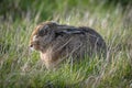 The European hare (Lepus europaeus) Hunkered Down Royalty Free Stock Photo