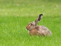 European hare - Lepus europaeus