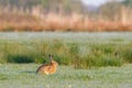 European hare, Lepus europaeus, resting but alert with pricked ears and sharp golden eyes