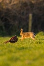 European Hare, Lepus europaeus and Rooster of Common Pheasant, Ring-necked Pheasant, Phasianus colchicus Royalty Free Stock Photo