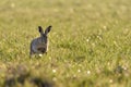 A european hare Lepus europaeus running in a meadow backlit by the evening sun Royalty Free Stock Photo