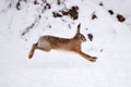 The European hare Lepus europaeus running on the snow covered field Royalty Free Stock Photo