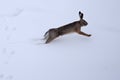European hare (Lepus europaeus) in the snow Royalty Free Stock Photo