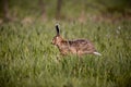 European hare running in the field Royalty Free Stock Photo