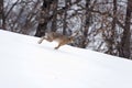 European hare running in the snow.