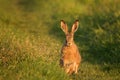 European hare stands on the grass on a beautiful evening light Lepus europaeus Royalty Free Stock Photo
