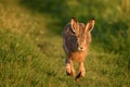 European hare stands on the grass on a beautiful evening light Lepus europaeus Royalty Free Stock Photo