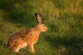 European hare stands on the grass on a beautiful evening light Lepus europaeus Royalty Free Stock Photo