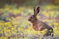 European hare stands in the grass and looking at the camera Lepus europaeus Royalty Free Stock Photo