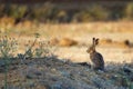 European hare stands on the ground Lepus europaeus Royalty Free Stock Photo