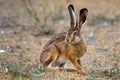 European hare stands on the ground and looking at the camera Royalty Free Stock Photo