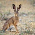 European hare stands on the ground and looking at the camera Lepus europaeus