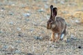 European hare stands on the ground and looking at the camera Lepus europaeus Royalty Free Stock Photo