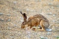 European hare stands on the ground and looking at the camera Lepus europaeus Royalty Free Stock Photo