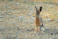 European hare stands on the ground and looking at the camera Lepus europaeus Royalty Free Stock Photo