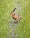 A hare that changes his mind about his running direction