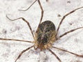 European harvestman on house wall in macro view Royalty Free Stock Photo