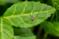 European Harvestman - Phalangium opilio Royalty Free Stock Photo