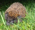 European hedgehog