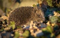 European Hedgehog