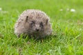 European Hedgehog