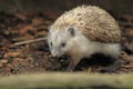 European hedgehog Royalty Free Stock Photo