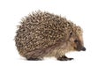 European hedgehog, Erinaceus europaeus Royalty Free Stock Photo