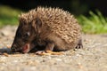 European hedgehog (Erinaceus europaeus) Royalty Free Stock Photo