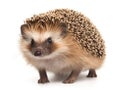 European hedgehog Erinaceus europaeus