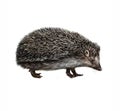 The European hedgehog Erinaceus europaeus