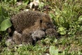 European Hedgehog, erinaceus europaeus, Female with youngs, Normandy