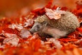 European Hedgehog, Erinaceus europaeus, on a green moss at the forest, photo with wide angle. Hedgehog in dark wood, autumn image. Royalty Free Stock Photo