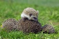 EUROPEAN HEDGEHOG erinaceus europaeus, MOTHER CURLED UP WITH YOUNG ON ITS BACK