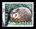 European Hedgehog Erinaceus europaeus, Wild animals serie, circa 1996