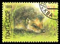 European Hedgehog (Erinaceus europaeus), ZOO Relief Fund serie, circa 1989