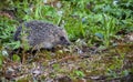 European hedgehog on forest path among green grass