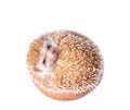 European Hedgehog isolated on white background. Royalty Free Stock Photo