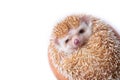 European Hedgehog isolated on white background. Royalty Free Stock Photo
