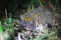 European hedgehog in natural habitat at night