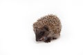 European hedgehog over happy on white studio background Royalty Free Stock Photo