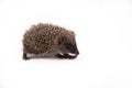 European hedgehog over happy on white studio background Royalty Free Stock Photo
