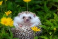 European Hedgehog playing at the flower garden, very pretty face