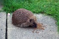 European Hedgehog