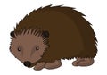 European Hedgehog vector illustration