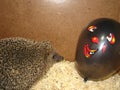 European hedgehog Vs Balloon. Hedgehog in wildlife vet clinic. exotic