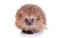 European hedgehog on white background