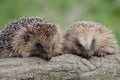 Two hedgehogs snuggle on a log