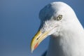 European Herring Gull